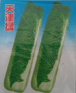 天津绿