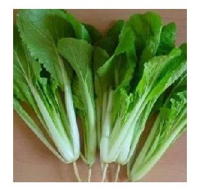 睿优小白菜--耐热 耐温 高品质