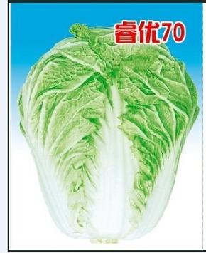 睿优70