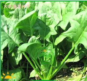 睿优大叶菠菜