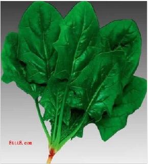 睿优圆叶菠菜