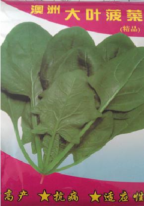 澳洲大叶菠菜