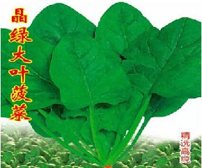 晶绿大叶菠菜