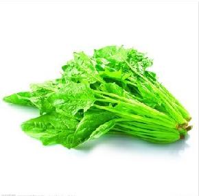 睿优尖叶大菠菜