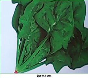 晶翠大叶菠菜