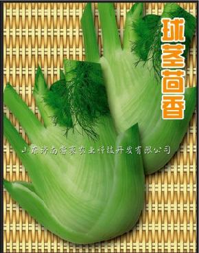 茴香菜种子批发 茴香种子