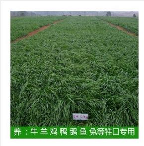 冬牧70黑麦草