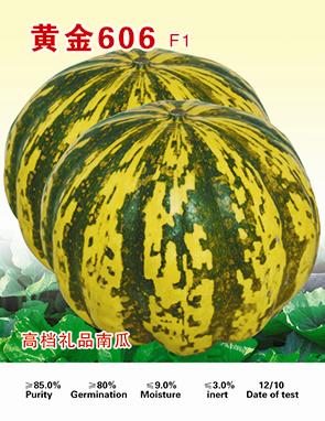 黄金606——南瓜系列
