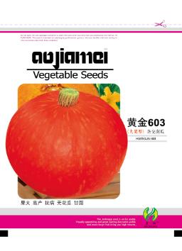 黄金603——南瓜系列