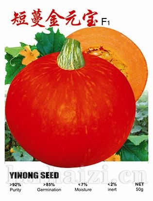 短蔓金元宝——南瓜系列