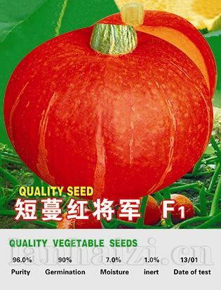 短蔓红将军——南瓜系列