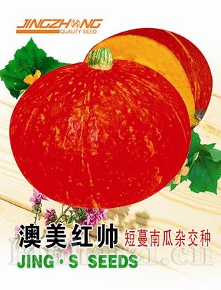 澳美红帅——南瓜系列