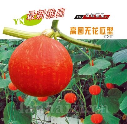 双红福星——南瓜系列