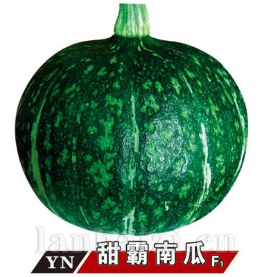 甜霸南瓜——南瓜系列