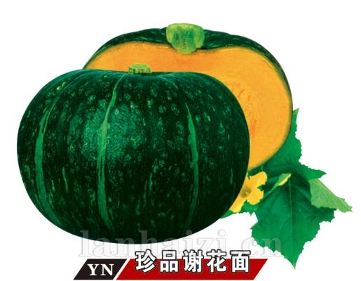 v珍品谢花面——南瓜系列