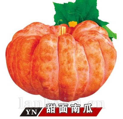 甜面南瓜——南瓜系列