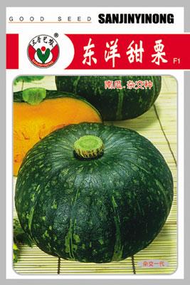 东洋甜栗——南瓜系列