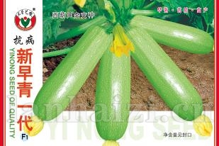 抗病新早青一代——西葫芦系列