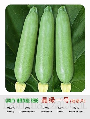 晶绿一号——西葫芦系列