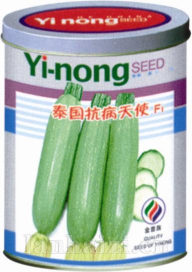 泰国抗病天使——西葫芦系列