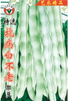 精选抗病白不老架豆——豆类系列