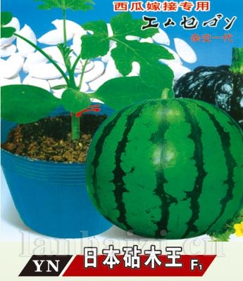 日本砧木王——其他系列