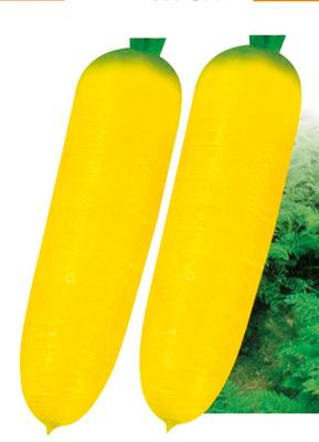 精选齐顶黄——萝卜系列