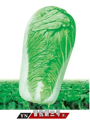 晋抗新三号——白菜系列