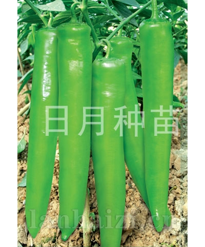 中华大椒