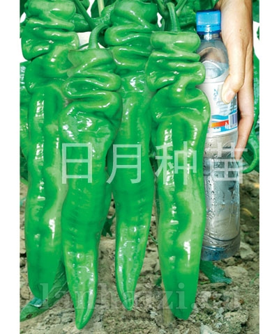 日月大陇椒