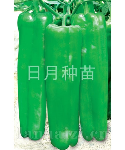 大果601