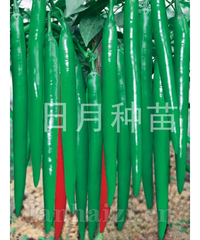 极品辣秀
