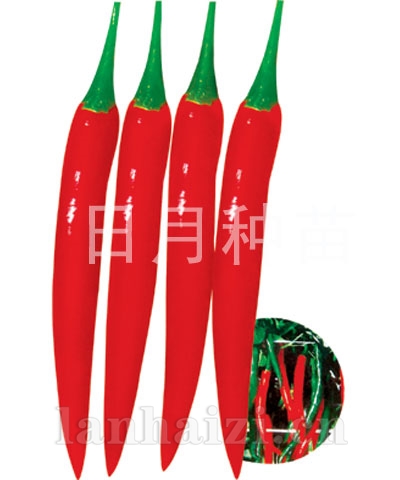 金长香