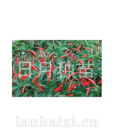 泰国红