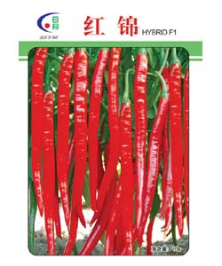 红锦F1
