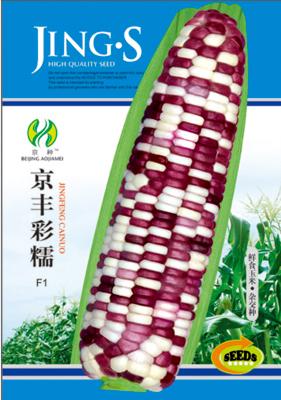 京丰彩糯——澳加美系列