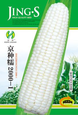 京种糯2000-1——澳加美系列
