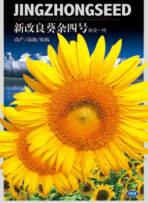 新改良葵杂四号油葵——澳加美系列