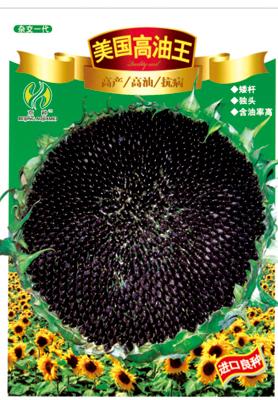 美国高油王油葵——澳加美系列