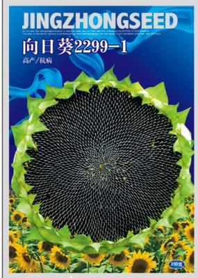 向日葵2299-1油葵——澳加美系列