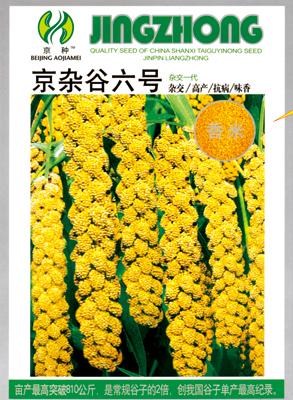 京杂谷六号——澳加美系列