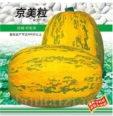 京美粒籽用西葫芦——澳加美系列