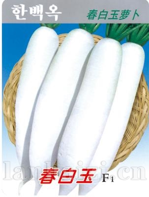 春白玉萝卜——澳加美系列