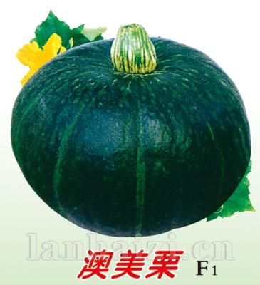 澳美栗南瓜——澳加美系列