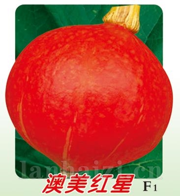 澳美红星南瓜——澳加美系列