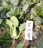 苏州青