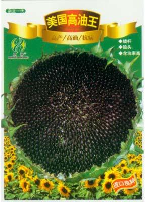 美国高油王——澳加美系列