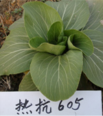 热抗605