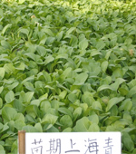 苗期上海青