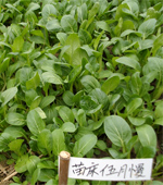苗床伍月慢